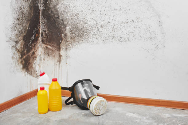 Best Certified Mold Removal  in Sherwood Manor, CT