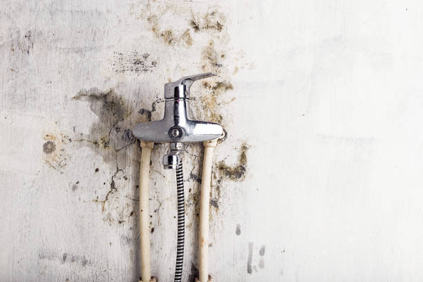 Trusted Sherwood Manor, CT Mold Removal Experts