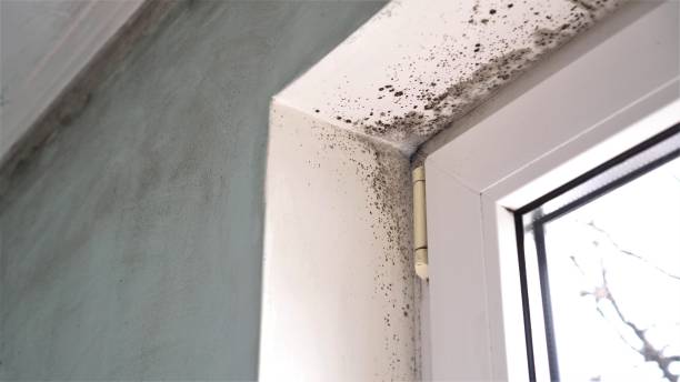 Certified Mold Removal in Sherwood Manor, CT