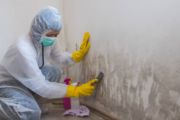 Best Residential Mold Removal  in Sherwood Manor, CT
