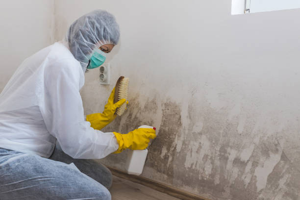 Best Office Mold Removal Services  in Sherwood Manor, CT