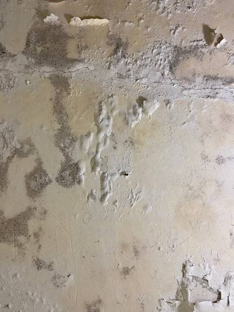 Best Residential Mold Removal  in Sherwood Manor, CT