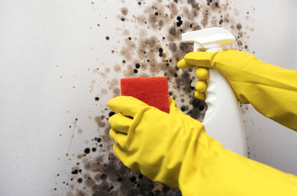 Attic Mold Removal in Sherwood Manor, CT