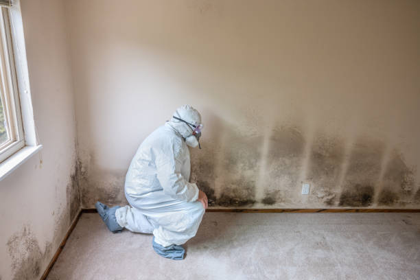 Best Commercial Mold Removal  in Sherwood Manor, CT