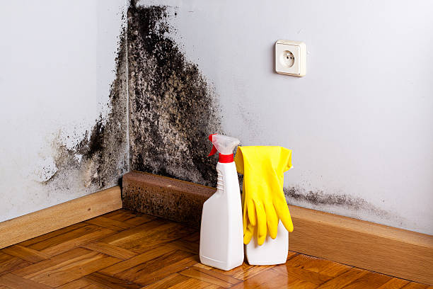 Best Attic Mold Removal  in Sherwood Manor, CT