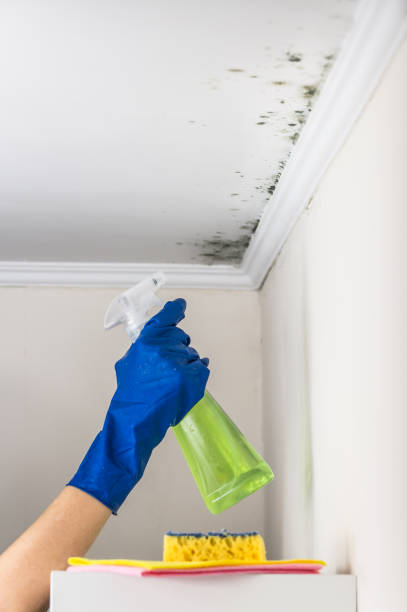 Reliable Sherwood Manor, CT Mold Removal Solutions