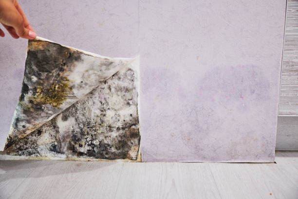 Best Attic Mold Removal  in Sherwood Manor, CT